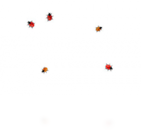 Ladybug on desktop