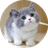 看图猜猫咪图标